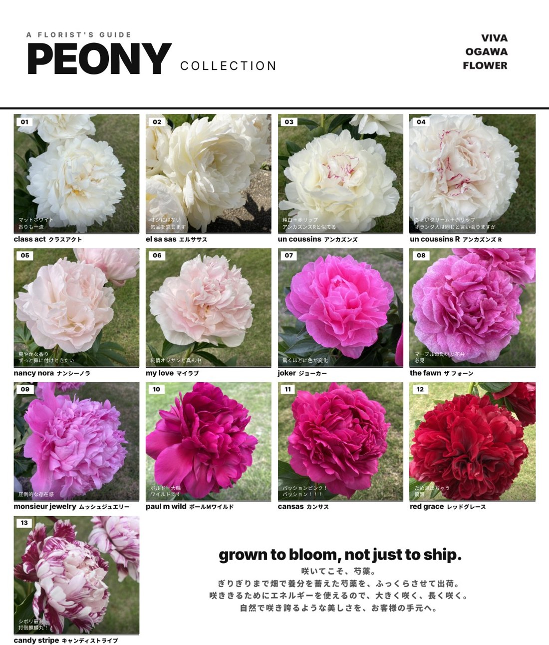 花生産者さまの芍薬コレクションのチラシ